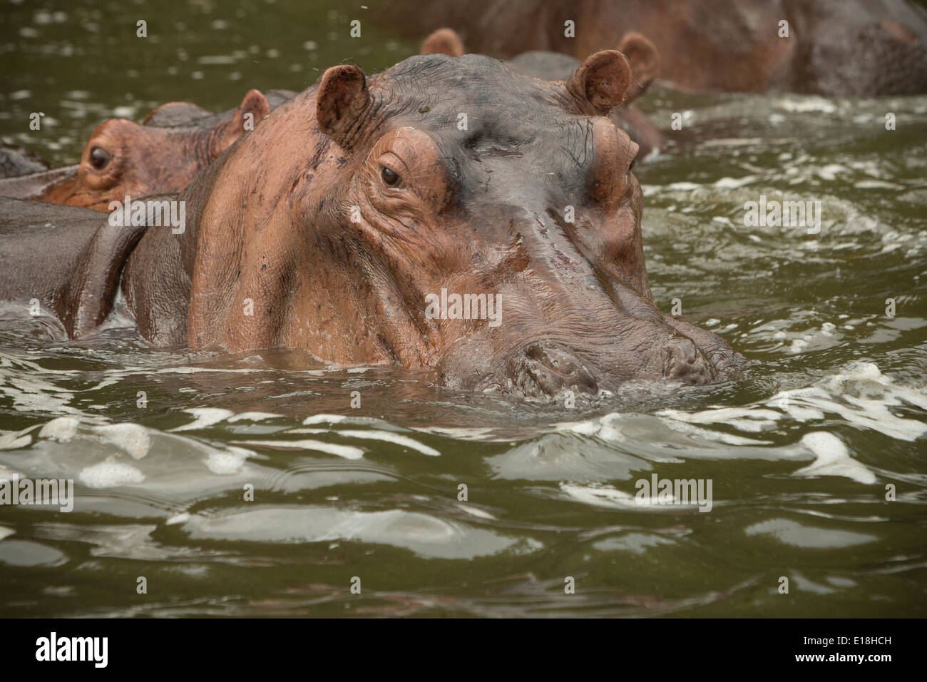 Nilpferd im Murchison Falls National Park, Uganda, Ostafrika. Stockfoto