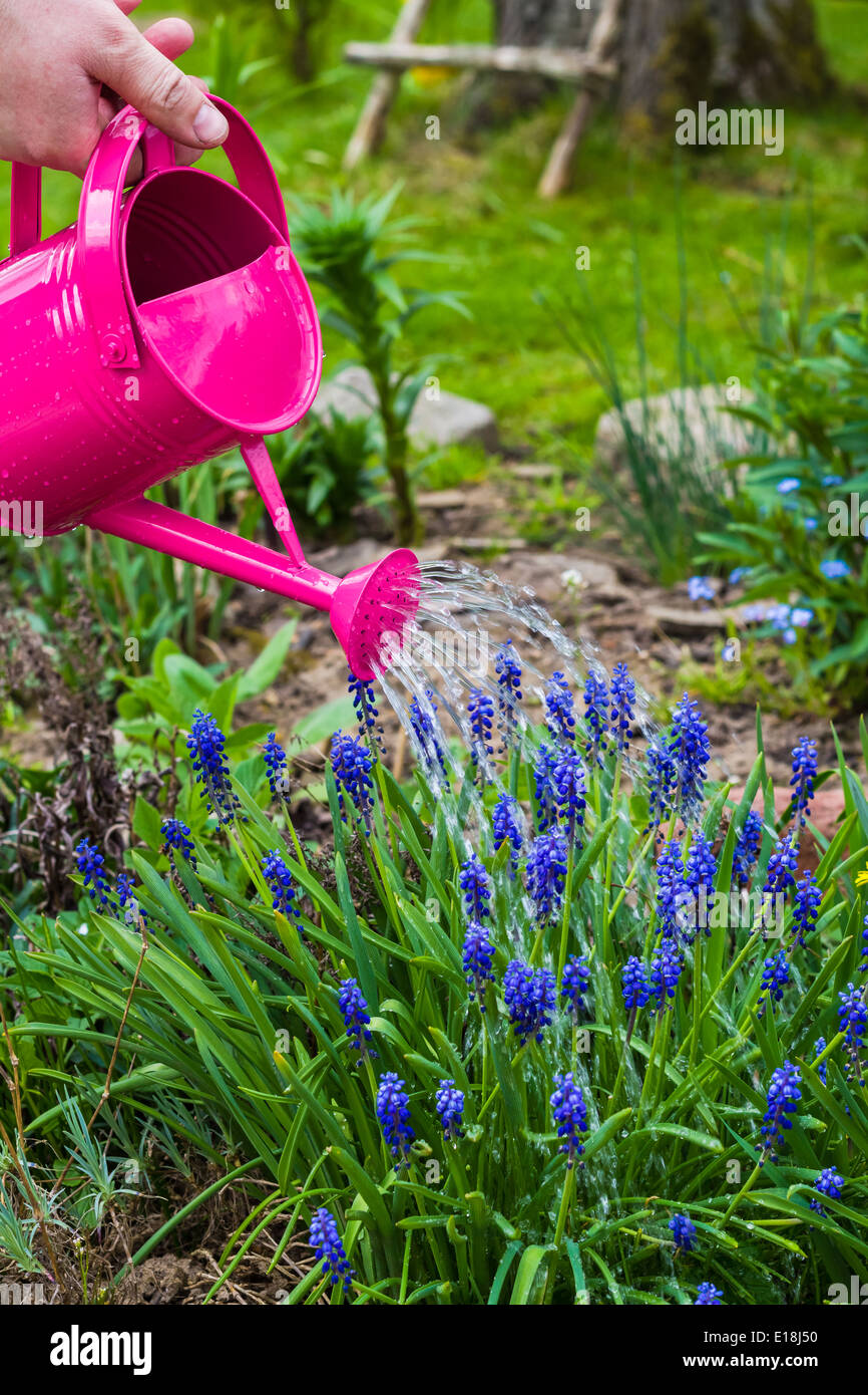 Frühling im Garten arbeitet: Bewässerung Pflanzen Gießkanne Stockfoto