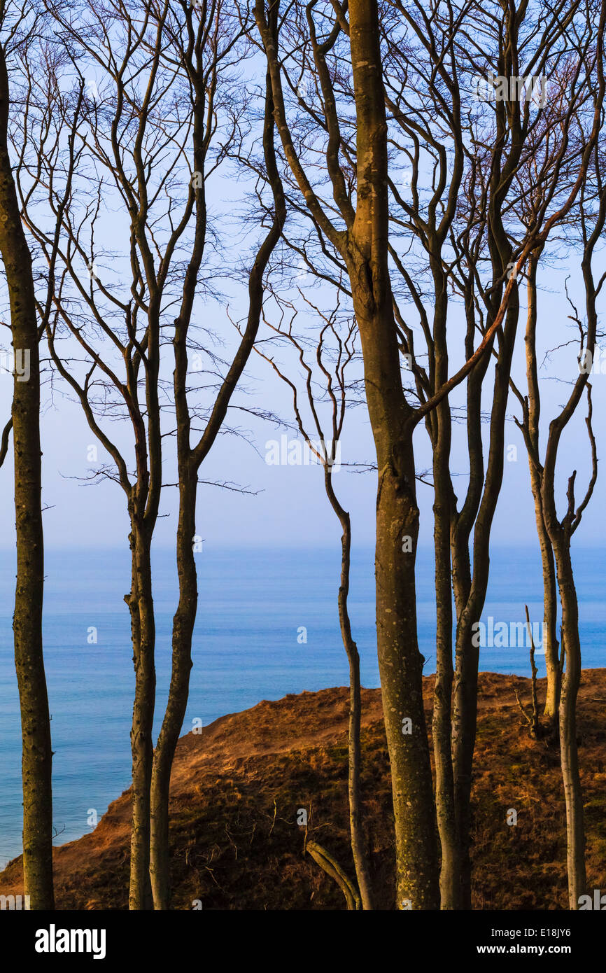 Blick vom Wald bis zur Ostsee Stockfoto