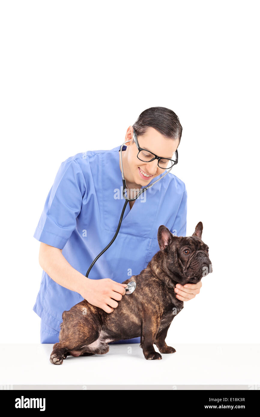 Männliche Tierarzt untersuchen einen Hund mit Stethoskop Stockfoto