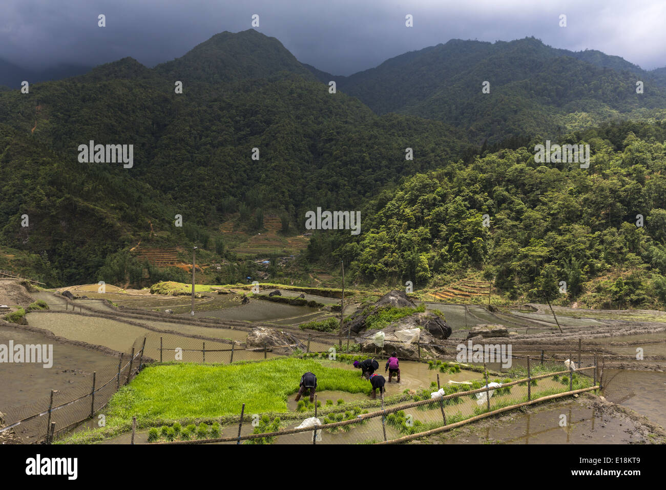 Eine Gruppe von Bauern Pflanzen Reis auf der Terrasse auf die Berge in der Nähe von Sapa Stockfoto