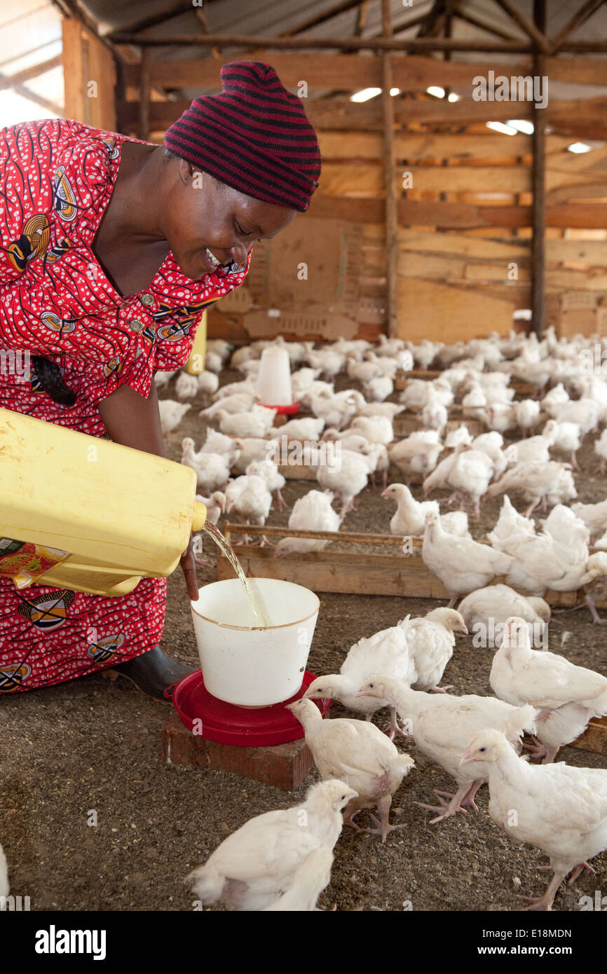 Eine Frau Höfen Hühner in Jinja, Uganda. Stockfoto