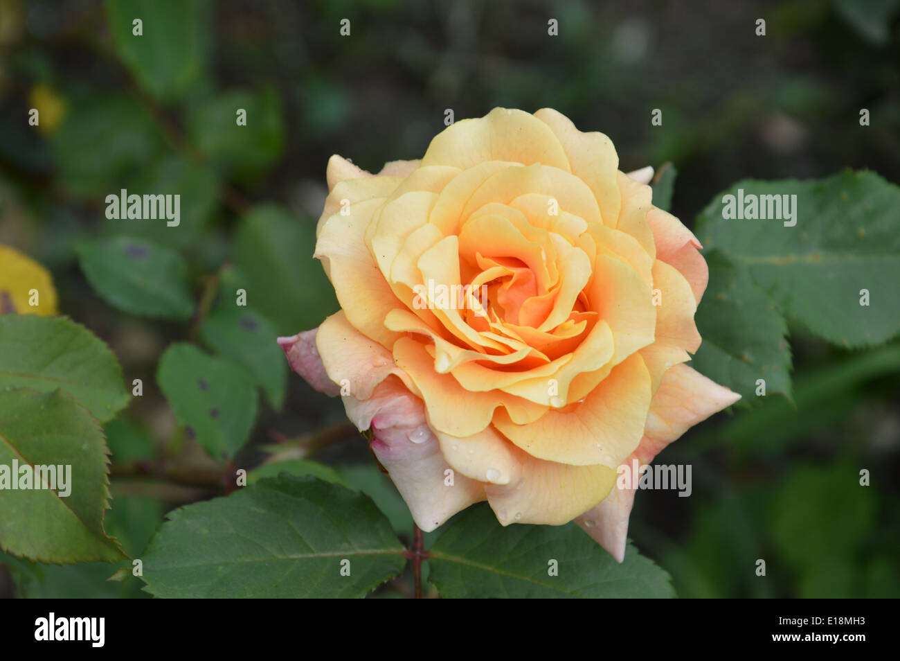 Dieses Makro Regentropfen der Blumen, Stillleben Stockfoto