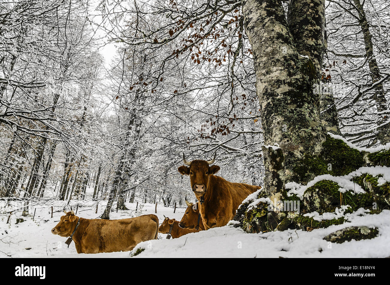 Kühe im Winterwald Stockfoto