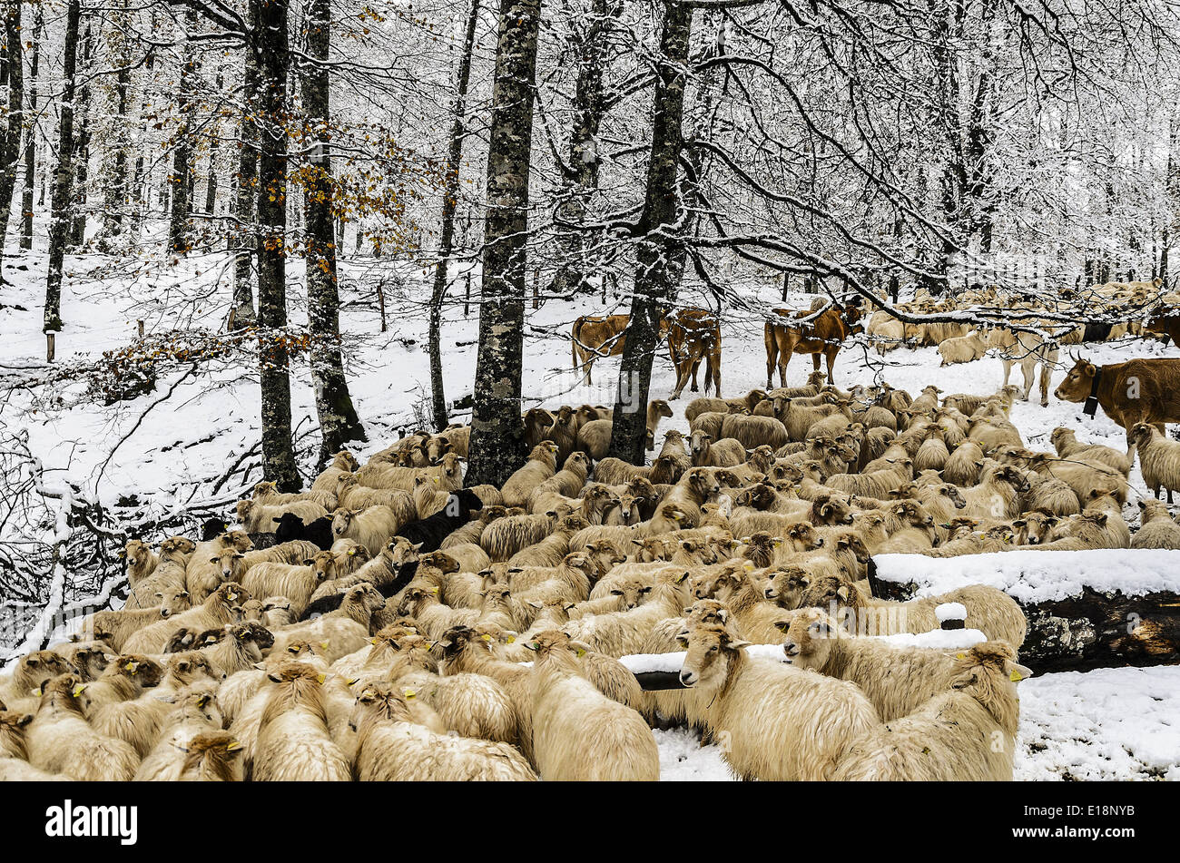 Tiere im Winterwald Stockfoto