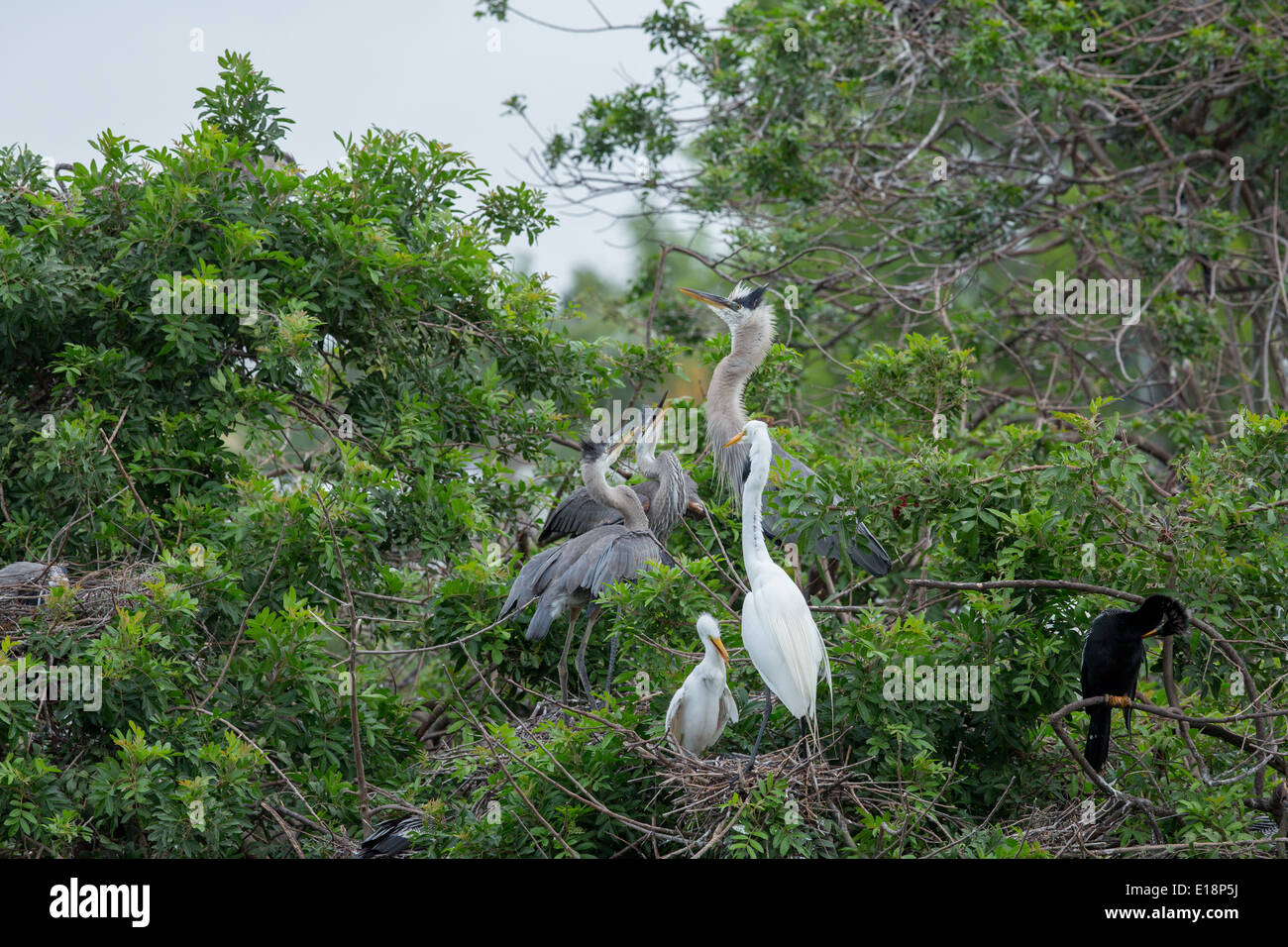 Reiher und Reiher mit Jungvögel Venedig rookery Stockfoto
