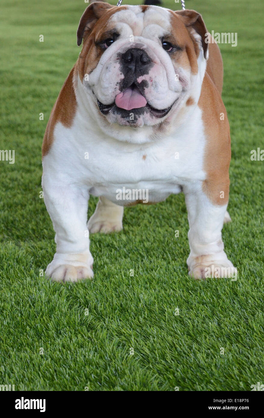 Englische Bulldogge Stockfoto