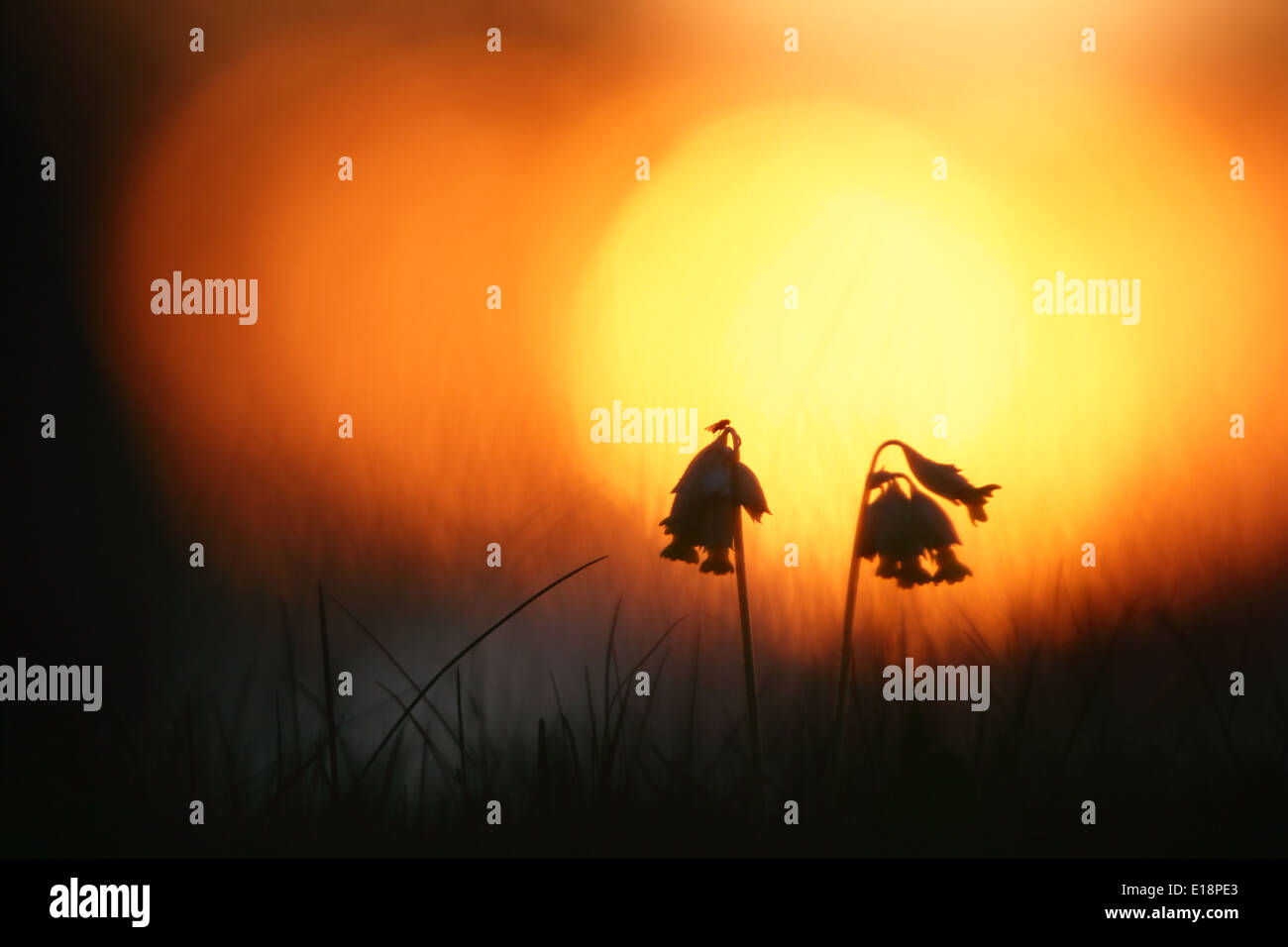 Wilden Schlüsselblumen (Primula Veris) bei Sonnenuntergang Stockfoto