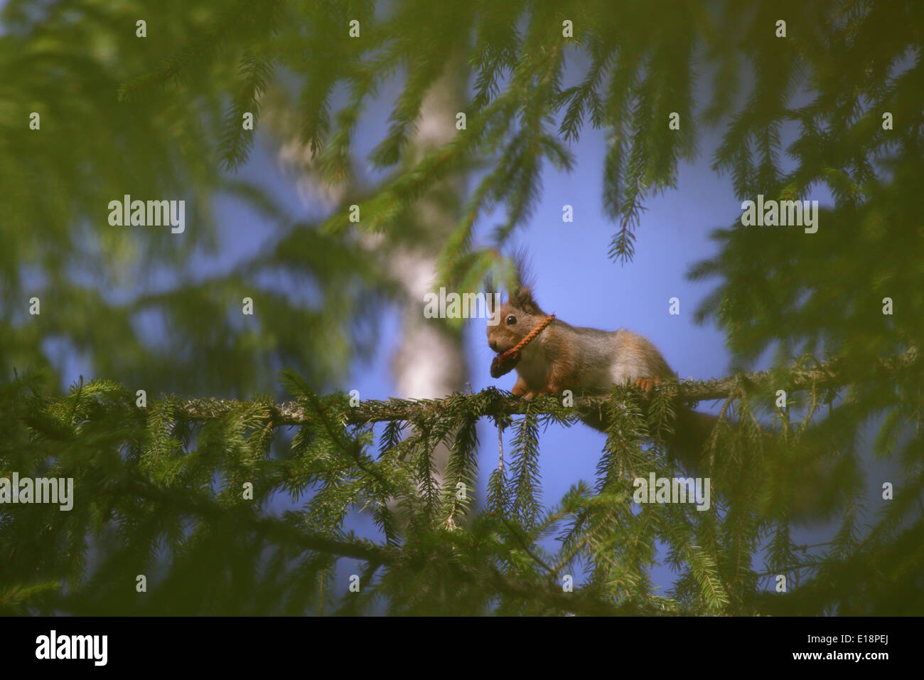 Eichhörnchen (Sciurus Vulgaris) Tanne Kegel Samen im Frühjahr zu essen. Europa Stockfoto
