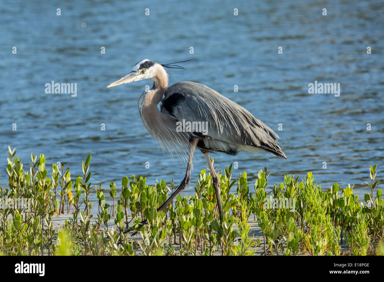 Great Blue Heron patrouillieren See in Venedig Rookery Stockfoto