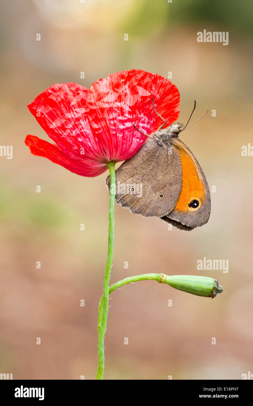 Wiese Braun (Maniola Telmessia) auf einem roten Mohn. Fotografiert in Israel im Frühjahr April Stockfoto