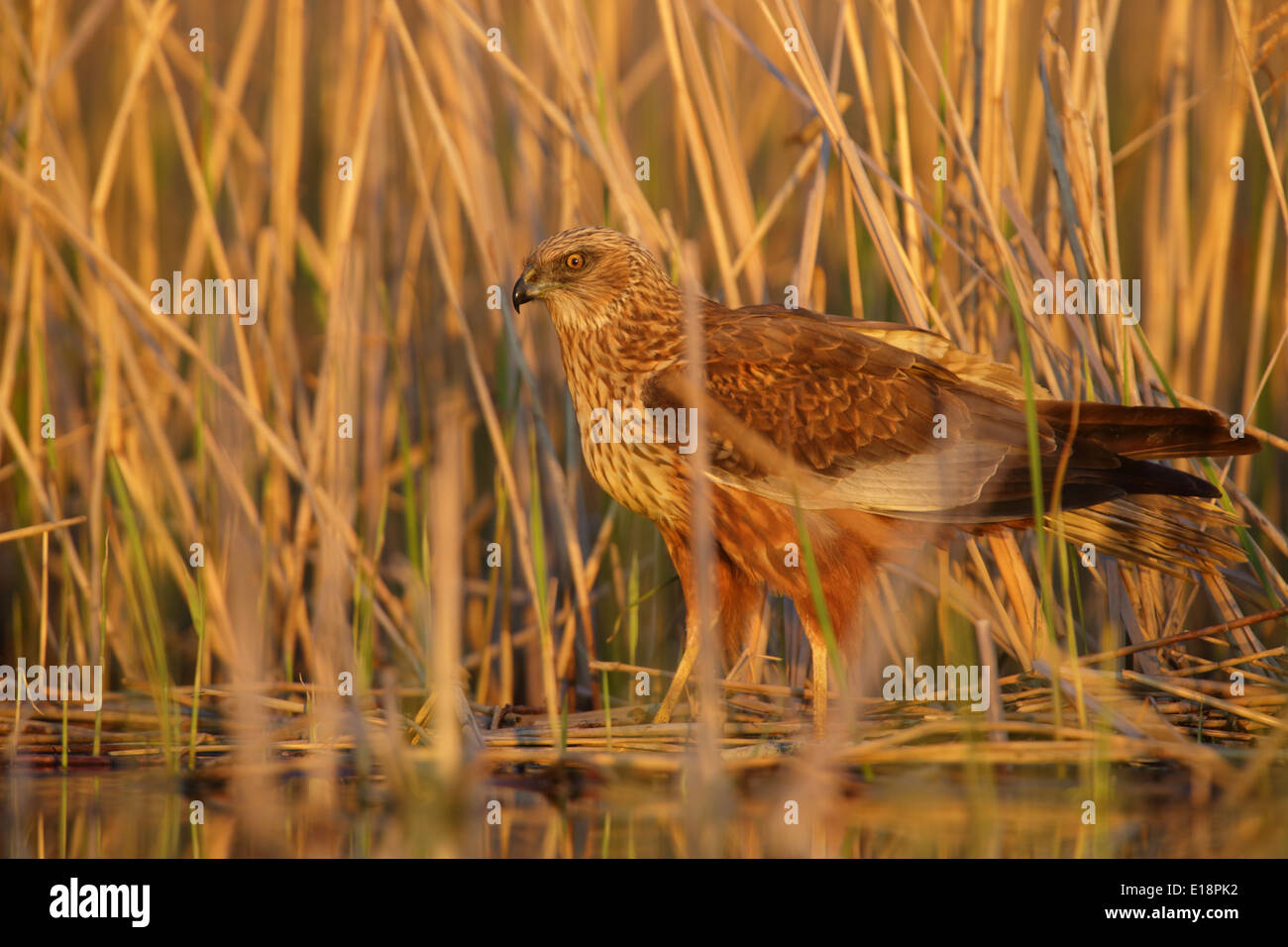 Männliche Rohrweihe (Circus Aeruginosus) am Rande des Reed. Stockfoto