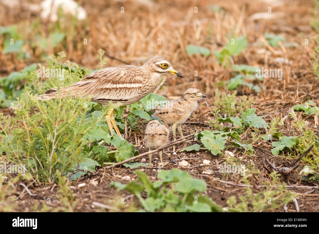 Stein, Brachvogel, eurasische Thick-knee oder eurasische Stein-Brachvogel (Burhinus Oedicnemus) mit Küken. Stockfoto