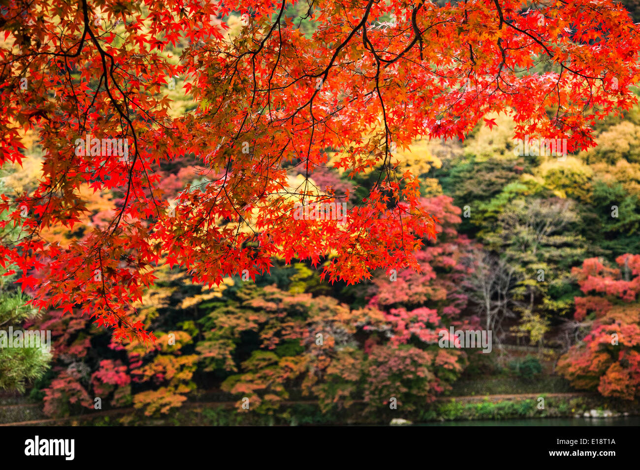 Herbst in Kyoto, Japan. Der Garten Bäume sind rot, Orange und gelb Stockfoto