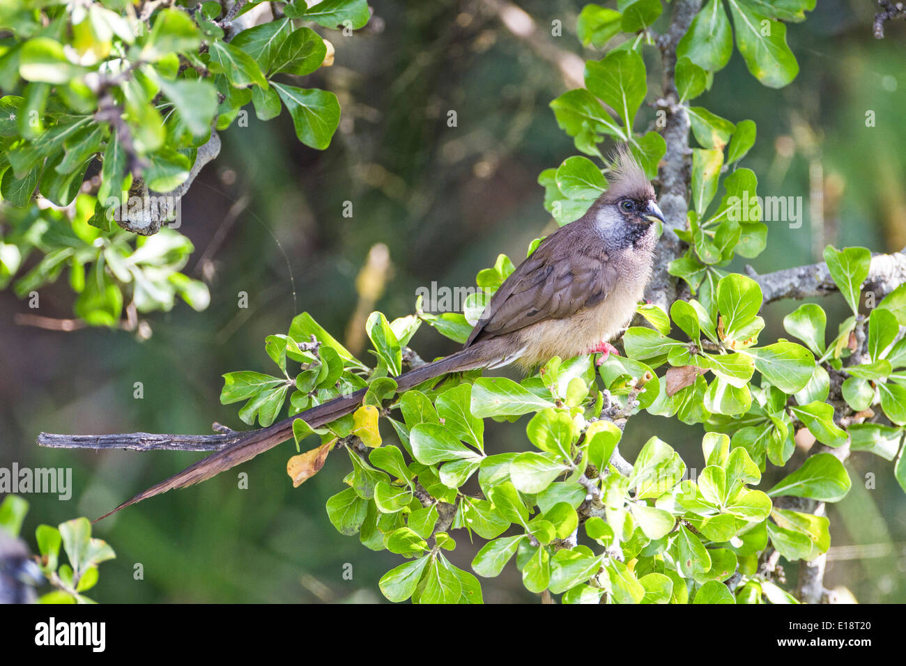 Gesprenkelte Mousebird (Colius Striatus) aufgeplustert und hocken auf einem Busch Stockfoto