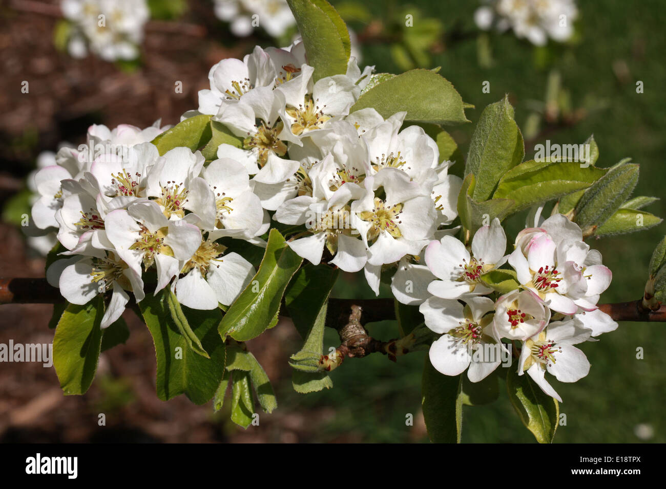 Gemeinsame () Wildbirne, Pyrus Communis 'Beech Hill', Rosengewächse