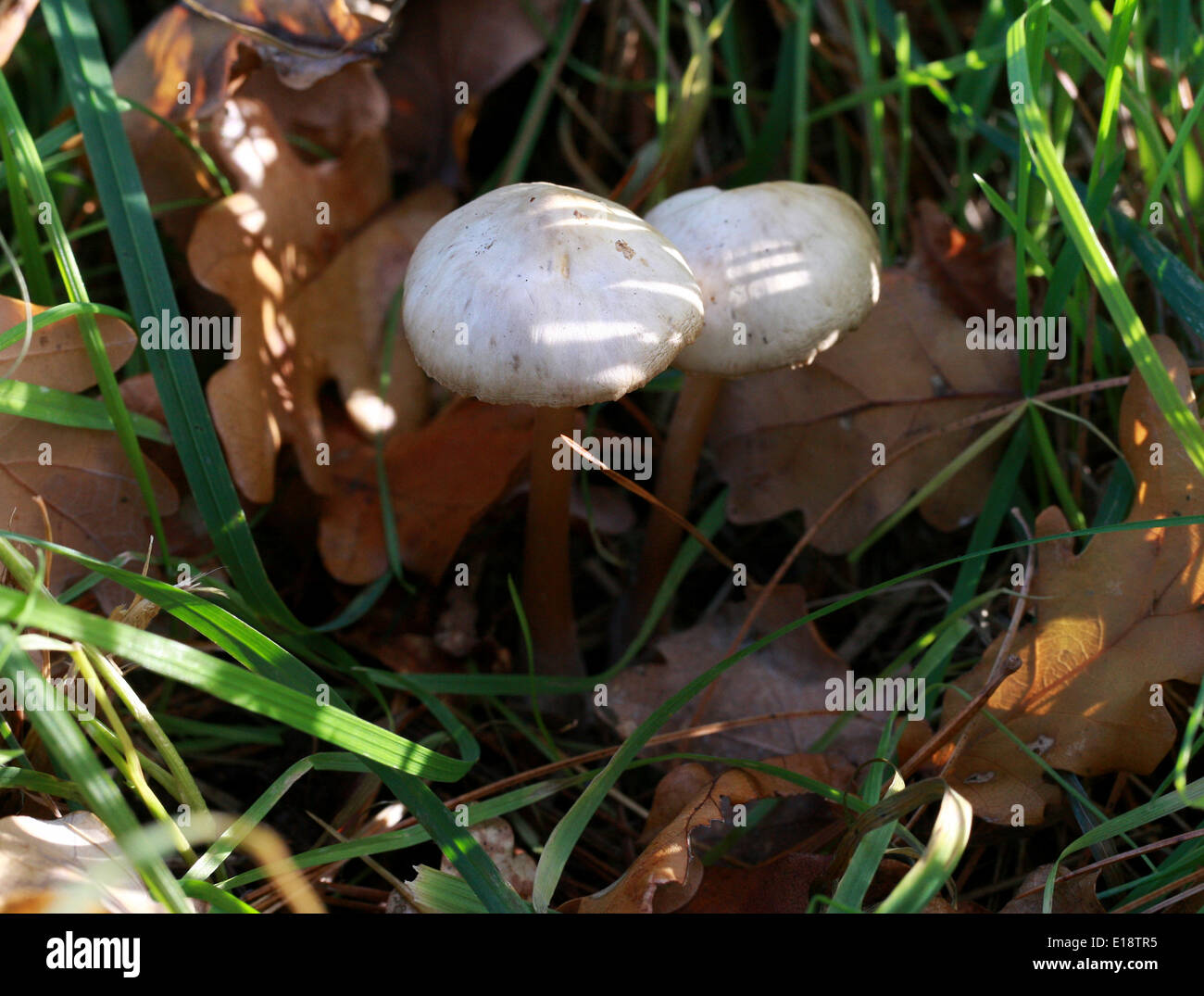 Scotch Bonnet oder Fairy Ring Champignon, Marasmius Oreades, Marasmiaceae. Stockfoto