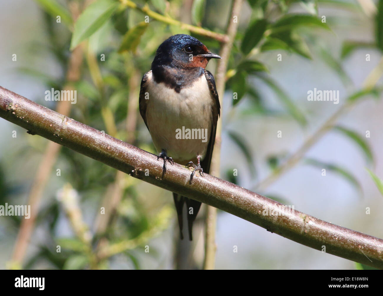 Ausführlichen schließen sich von einer europäischen Rauchschwalbe (Hirundo Rustica) posiert auf einem Ast Stockfoto