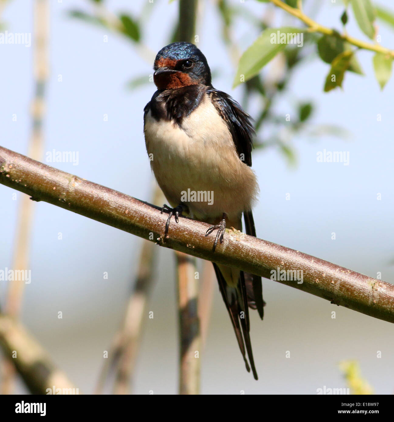 Ausführlichen schließen sich von einer europäischen Rauchschwalbe (Hirundo Rustica) posiert auf einem Ast Stockfoto