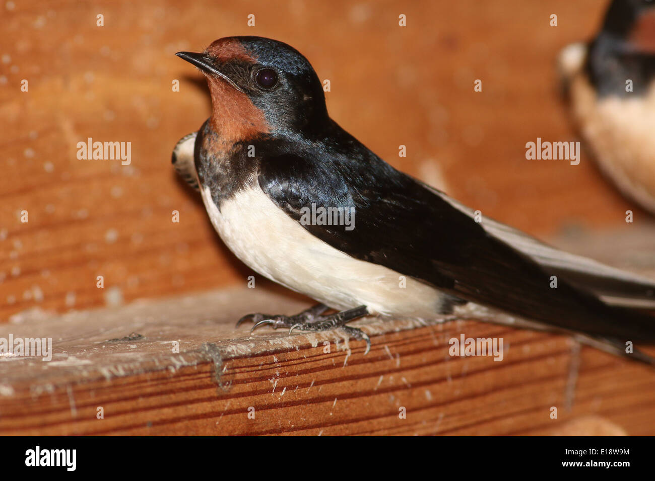 Ausführlichen schließen sich von einer Rauchschwalbe (Hirundo Rustica) posiert auf einem Zaun Stockfoto