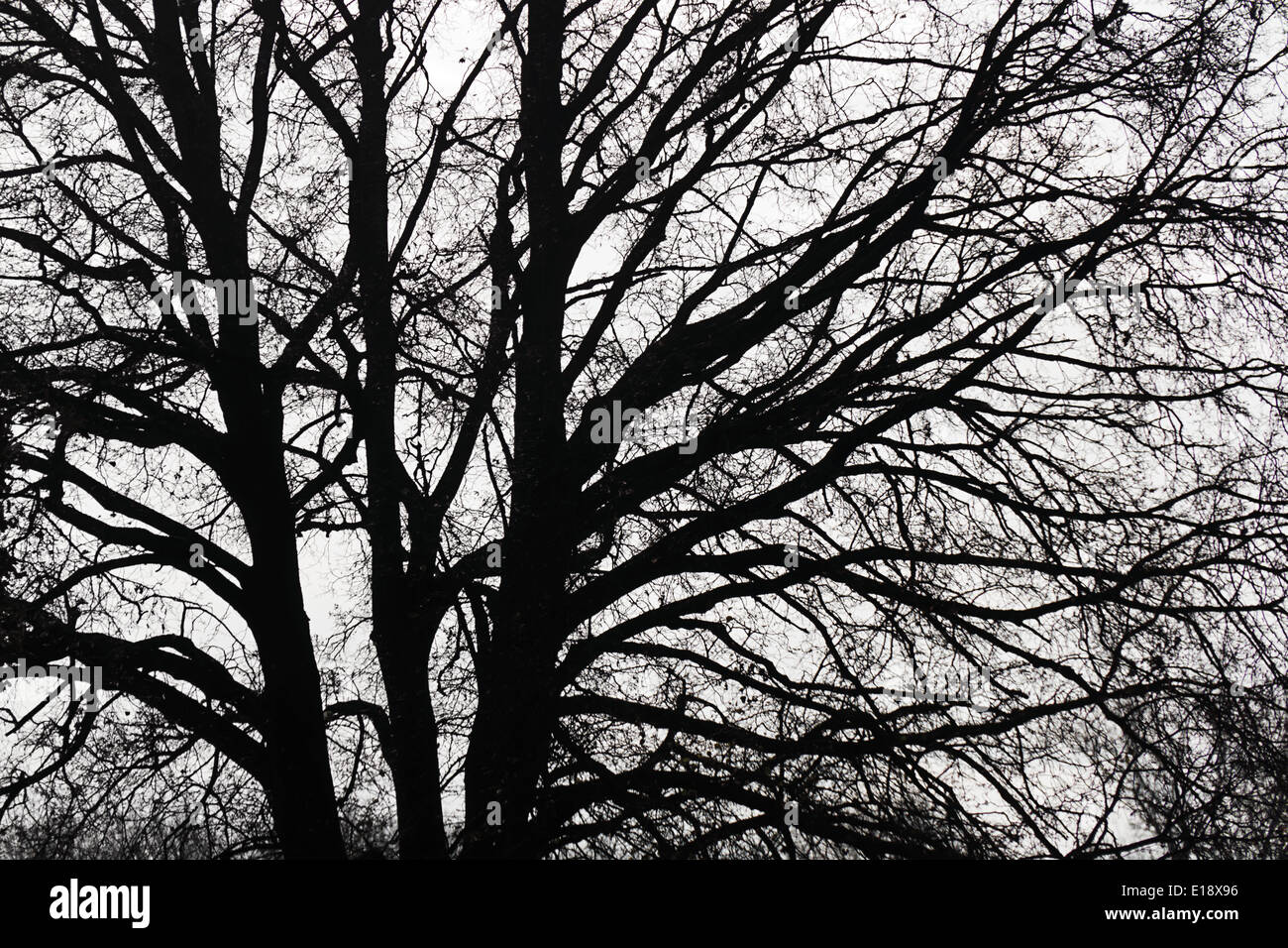 Sterben Sie ƒste Eines Baumes Im Winter. Graphisches Schwarz Und Weiﬂ, Stockfoto