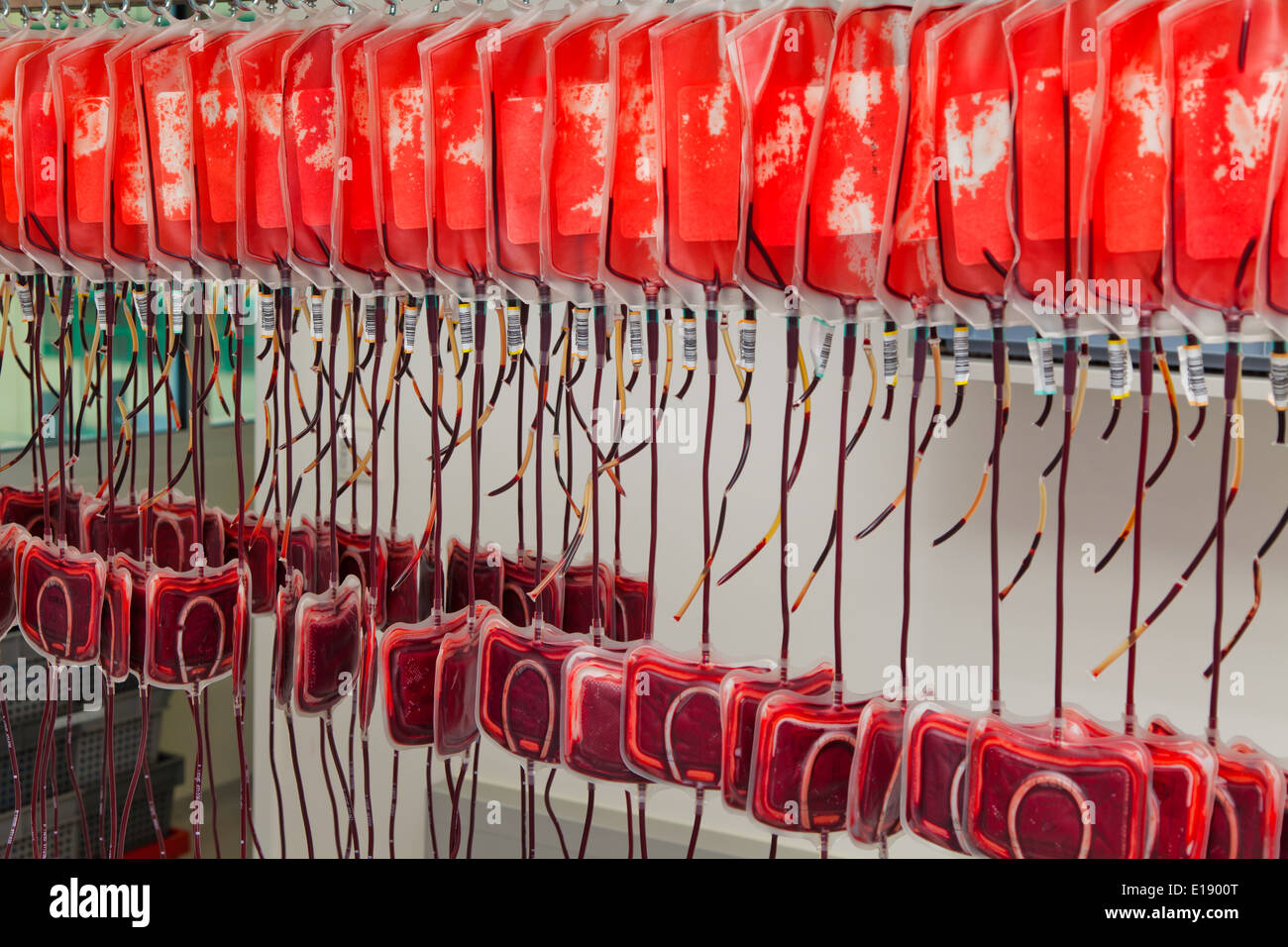 Blutkonserven von Blutspendern Im Blutlabor. Gesundheit Und Vorsorge. Stockfoto