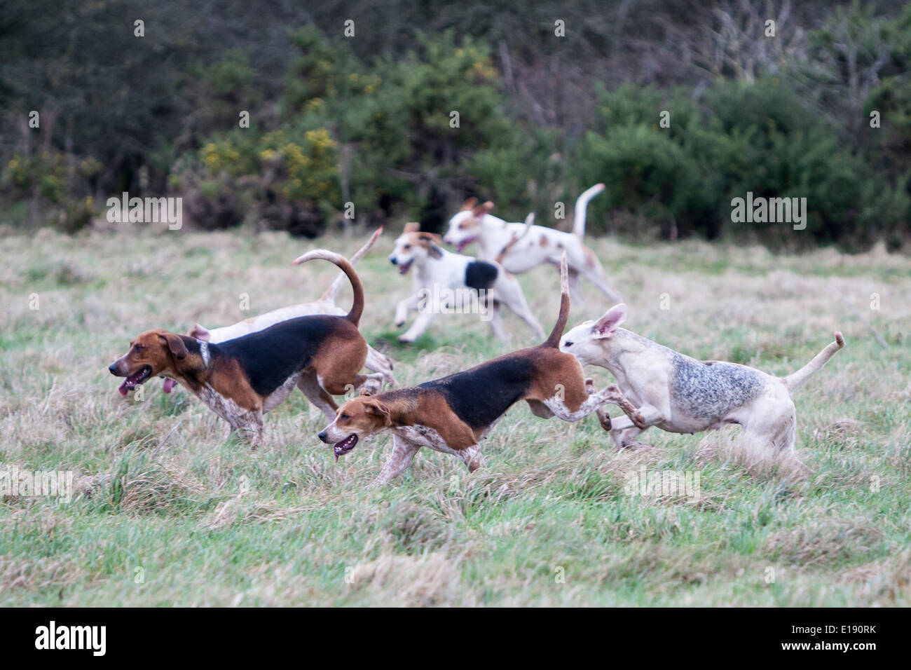 Packung von Jagdhunden in Feld Stockfoto