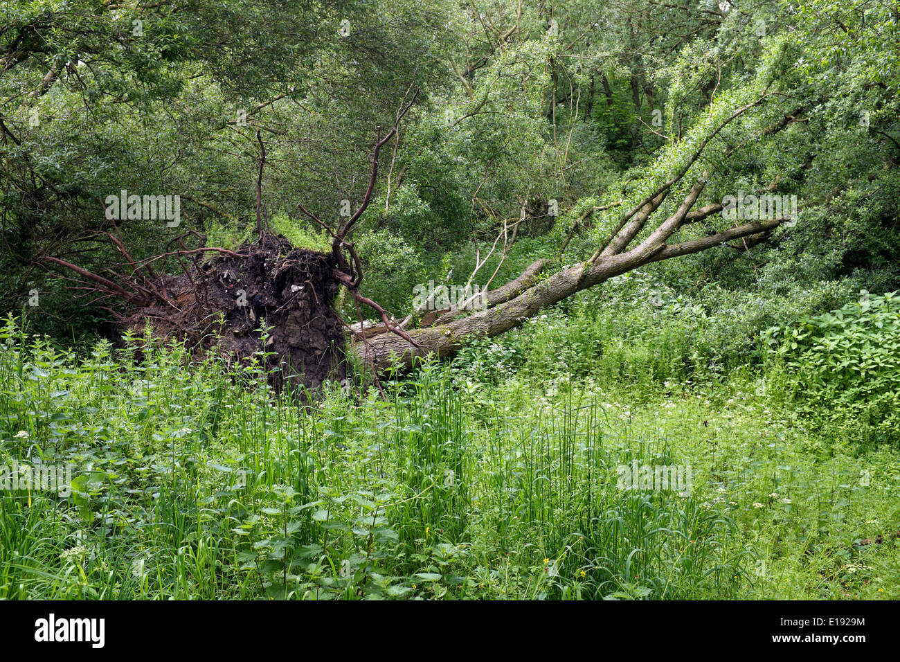ein gefallen-Down Baum im Wald Stenner, Didsbury, South manchester Stockfoto