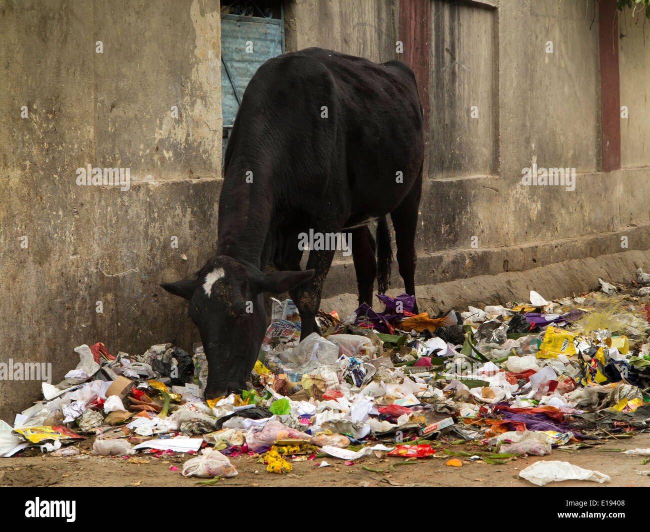 Indien, Rajasthan, Jaipur, städtische Kuh auf Müll Haufen auf Nahrungssuche, Papier Essen Stockfoto