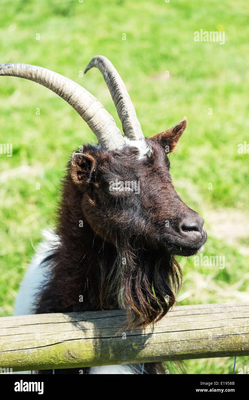 Eine goldene Guernsey Ziege auf der Hadleigh Childrens Farm in Essex. Stockfoto