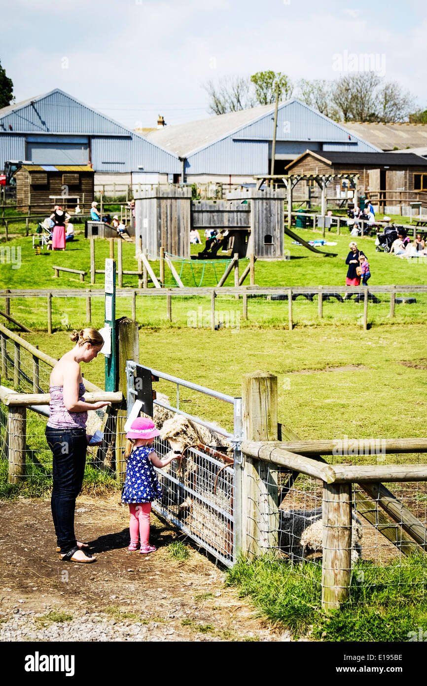 Die hadleigh Kinderbauernhof in Essex. Stockfoto