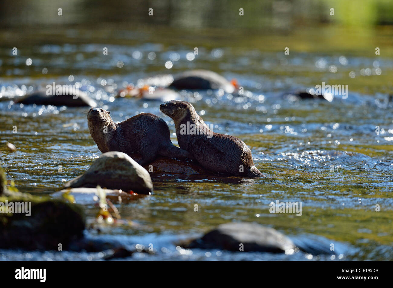 Fluß Fischotter (Lontra canadensis) Jagd in den kleinen Fluss Great Smoky Mountains National Park, Tennessee USA Stockfoto