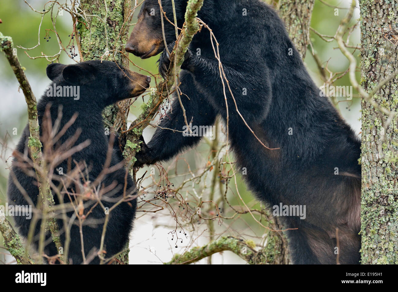 Black Bear (Ursus americanus) Ernährung auf Obst in einem Baum Great Smoky Mountains National Park, Tennessee USA Stockfoto