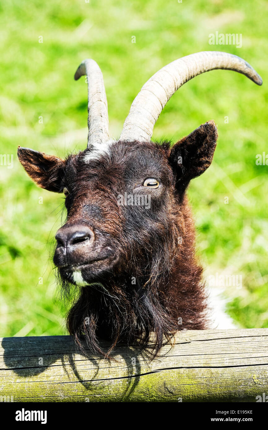 Eine goldene Guernsey Ziege auf der Hadleigh Childrens Farm in Essex. Stockfoto