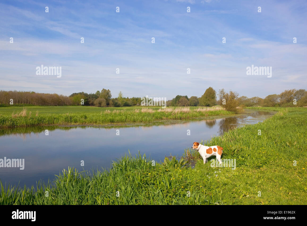 Braune und weiße Hund schaut über einen Kanal, umgeben von grünen Auen und Wäldern in einer englischen Frühling Landschaft. Stockfoto