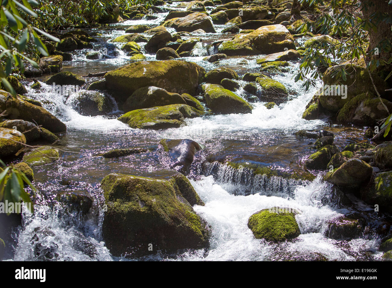 Jakes Bach Fluss ist im Nationalpark Great Smoky Mountains in Tennessee abgebildet. Stockfoto