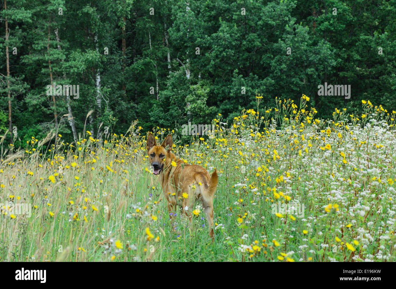 Mischling Hund auf Spaziergang in Natur Stockfoto