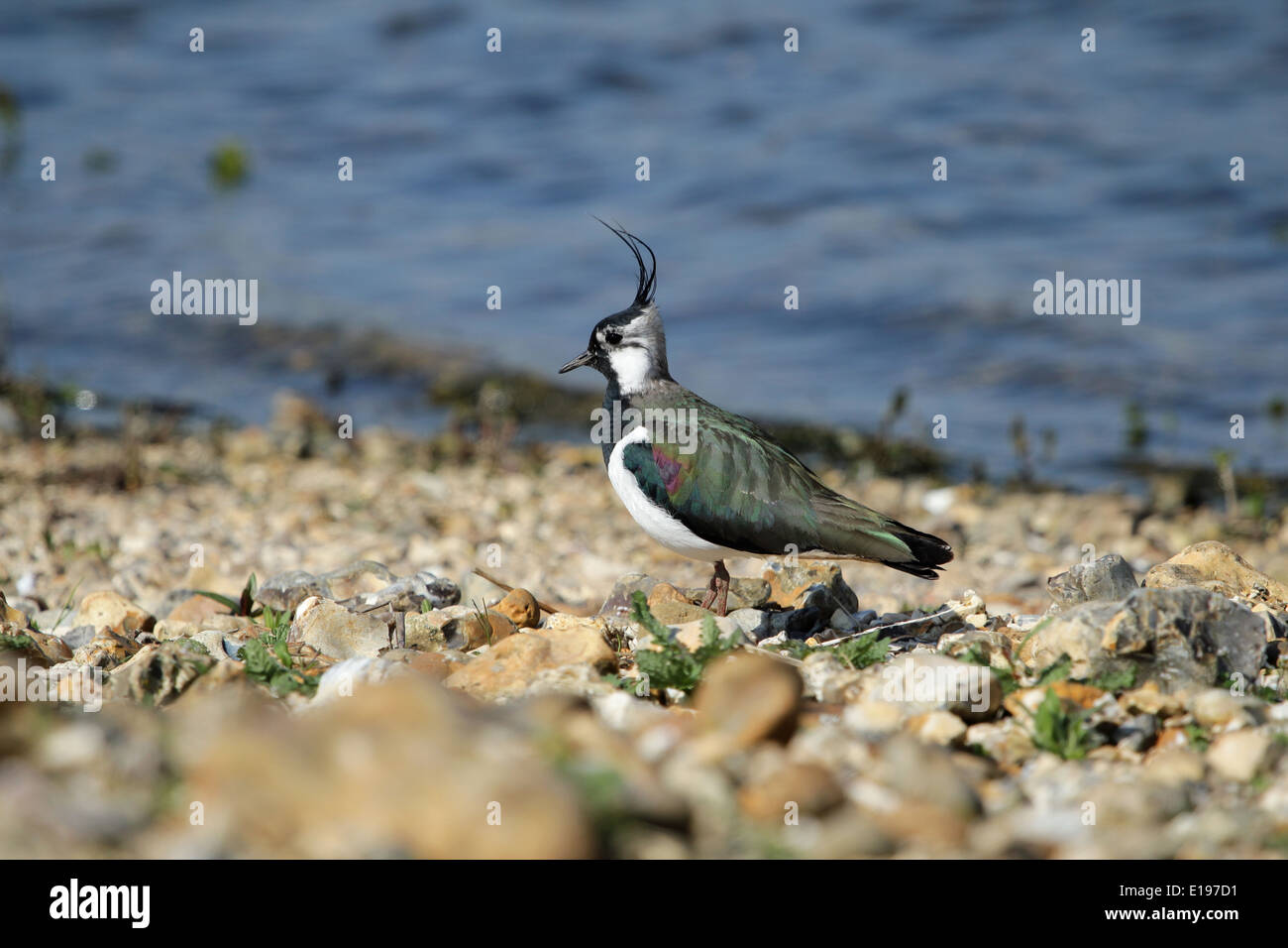 Kiebitz - Vanellus vanellus Stockfoto