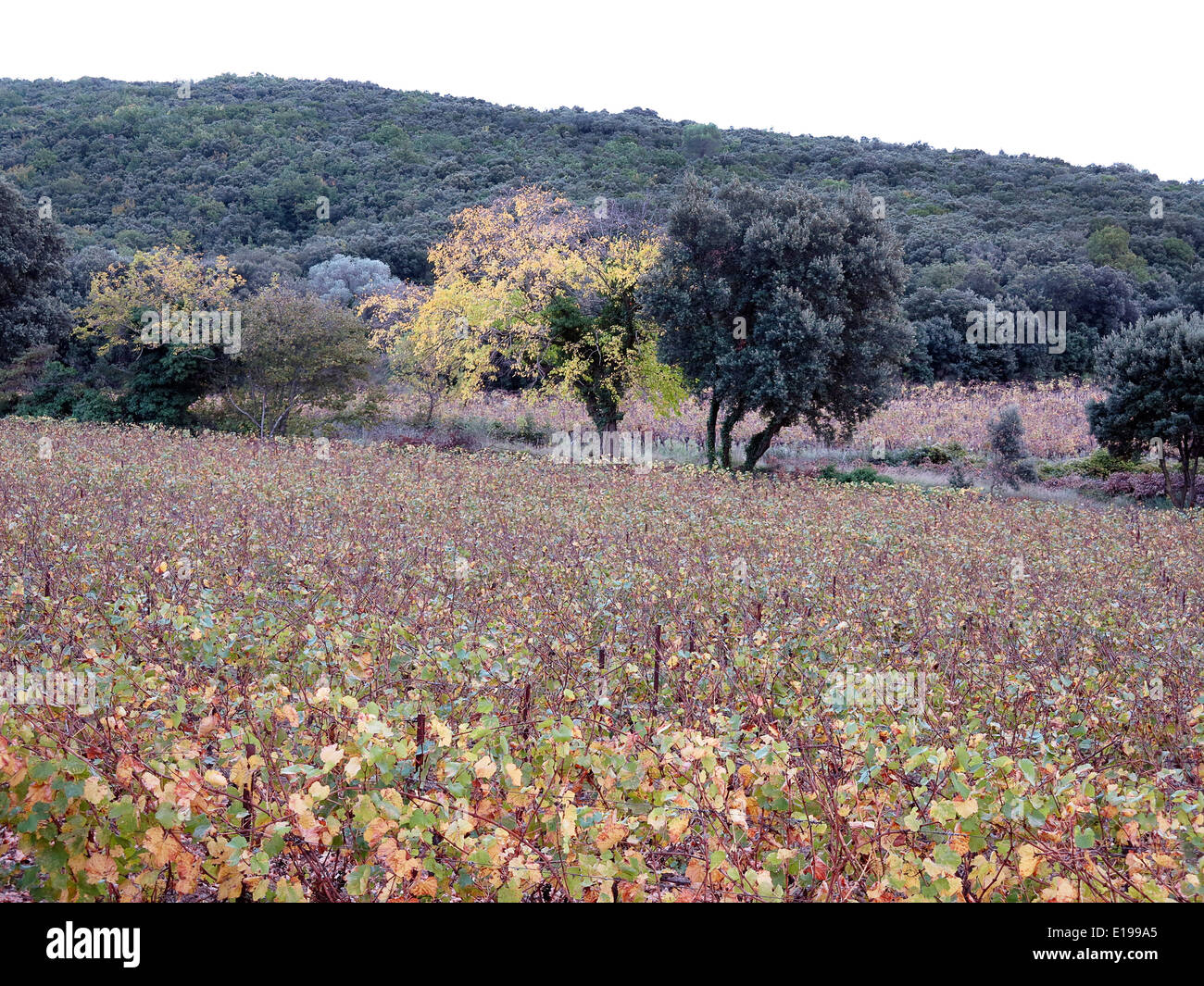 Weingut in Frankreich über die Rebe Tops zu fegen. Stockfoto