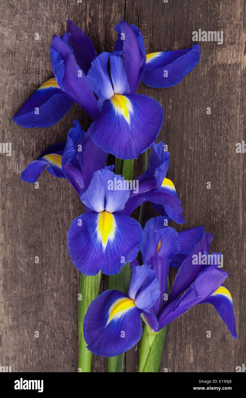 Blaue oder Iris Blume auf Grunge Holz Hintergrund Stockfoto