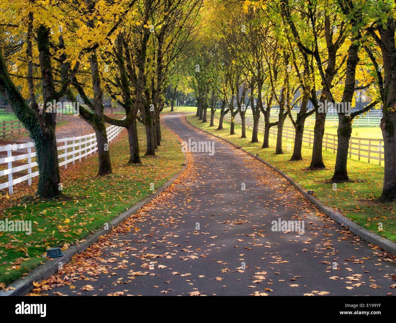 Von Bäumen gesäumten Straße und Zaun mit Ahornbäume im Herbst Farbe. Oregon Stockfoto
