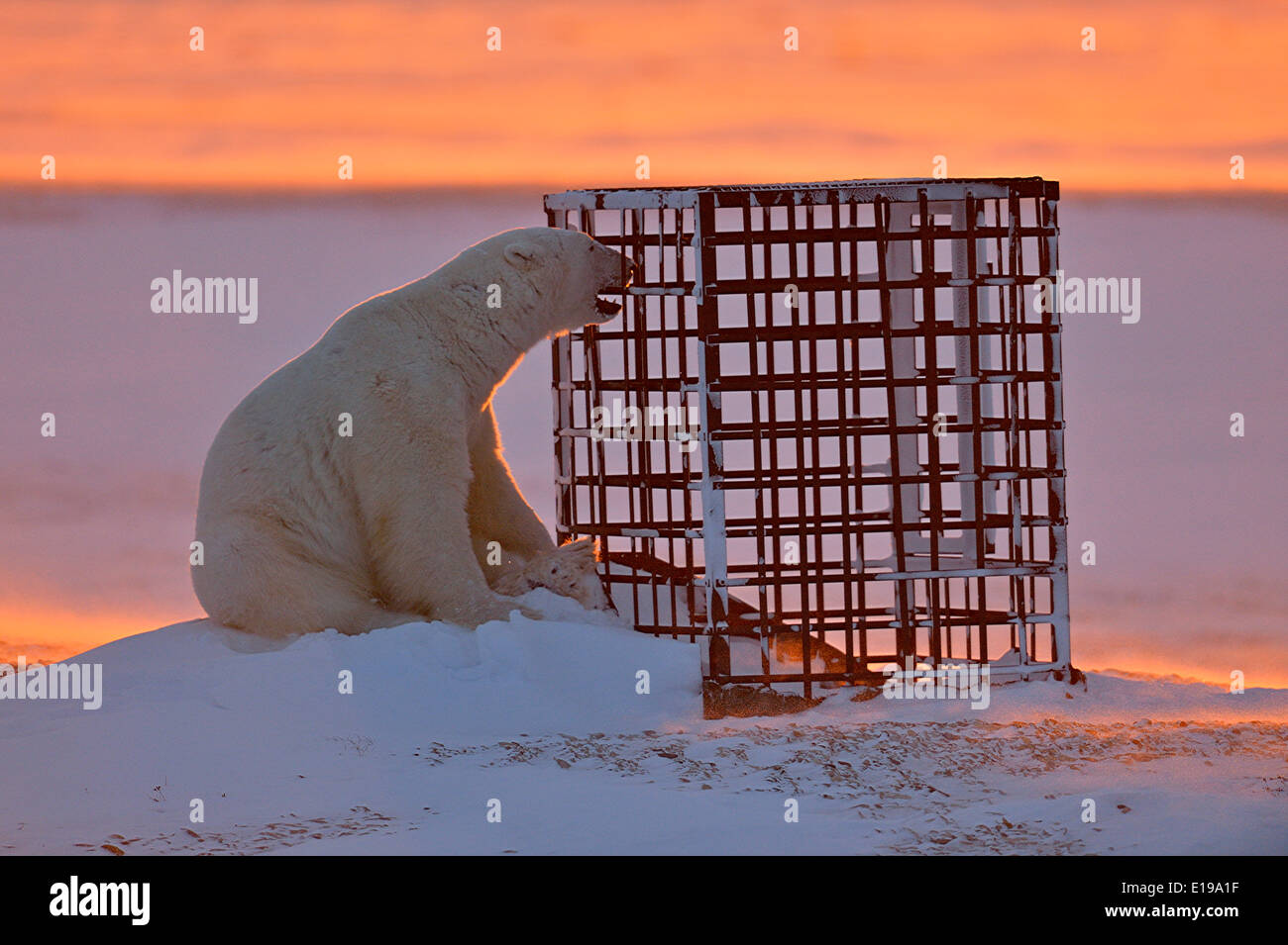 Eisbär (Ursus maritimus) Neugierig untersucht eine von Menschen geschaffene Struktur Wapusk National Park, Cape Churchill Manitoba Kanada Stockfoto
