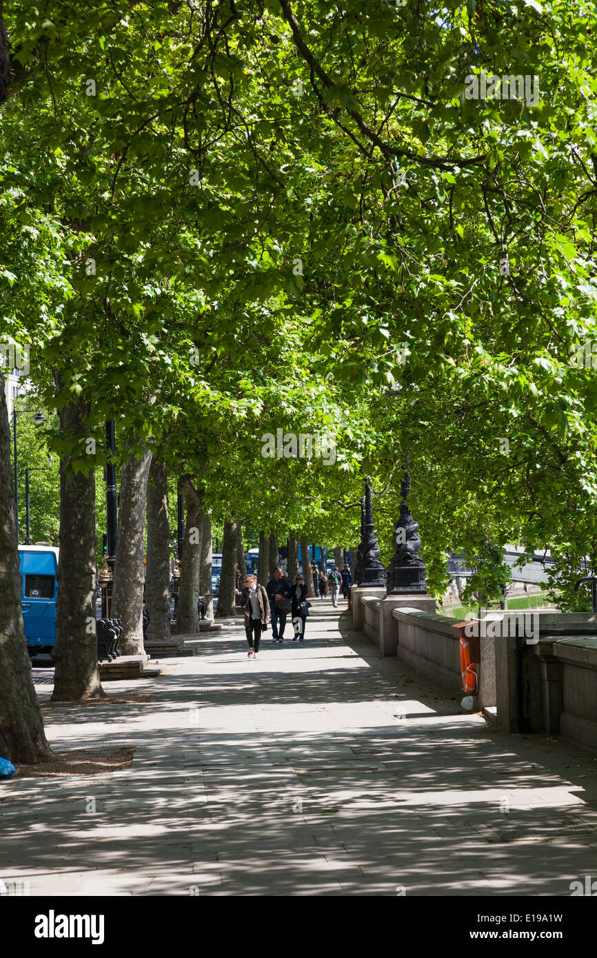 Von Bäumen gesäumten Victoria Embankment, London. Stockfoto