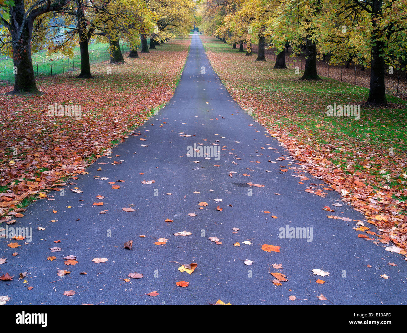 Von Bäumen gesäumten Straße mit Ahornbäume im Herbst Farbe. Oregon Stockfoto