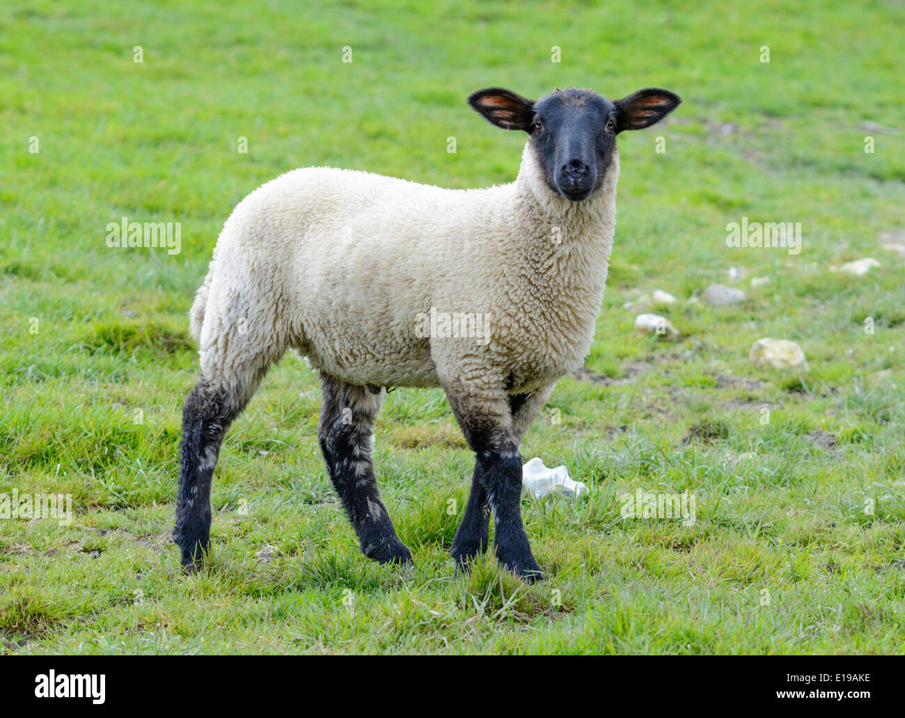 Ein Lamm in einem Feld. Stockfoto