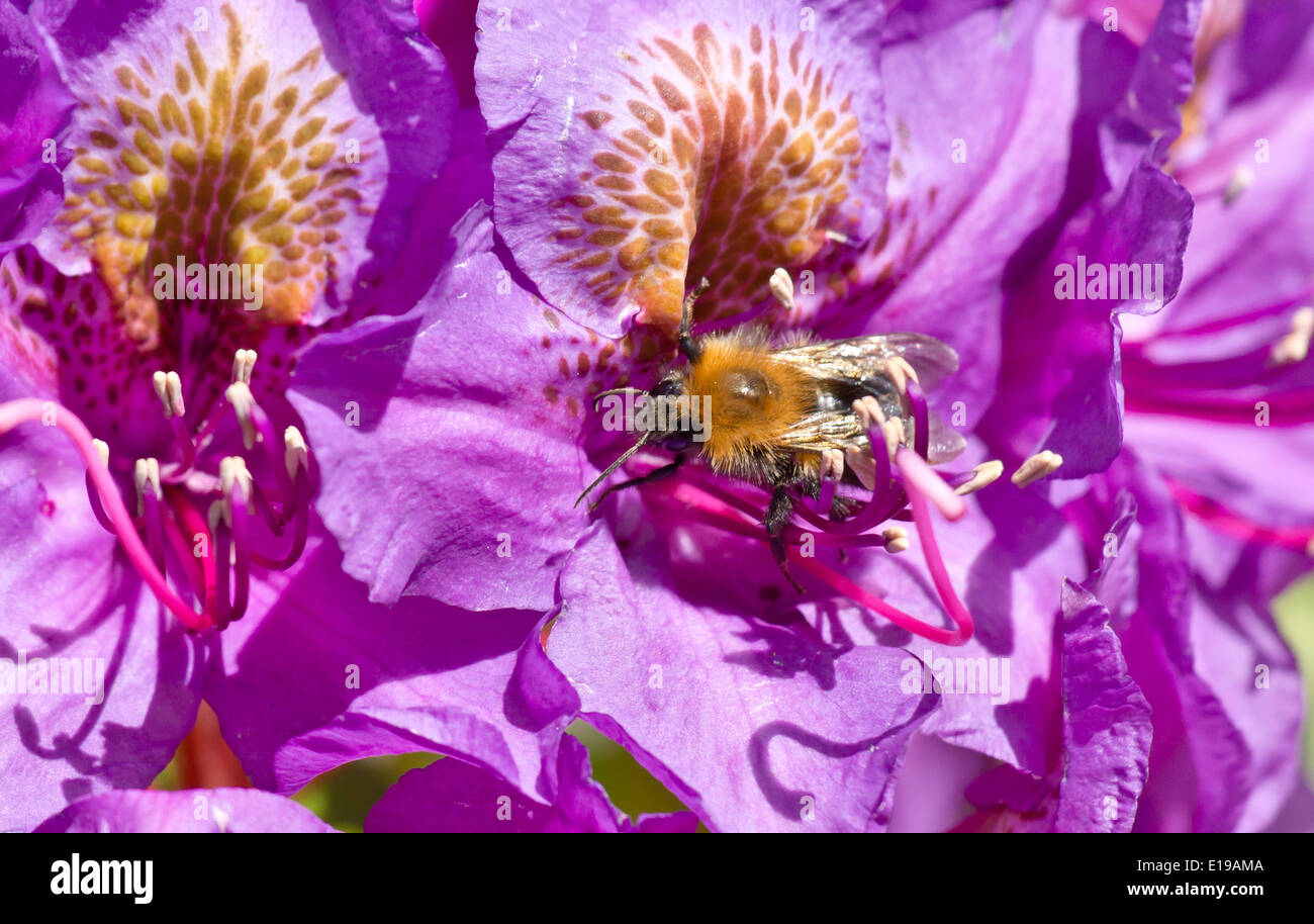 Sammeln von Blütenpollen aus Blumen Stockfoto