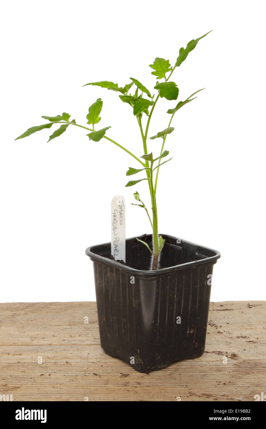 Sämling Tomatenpflanze in einem Topf auf einer Holzbank Stockfoto