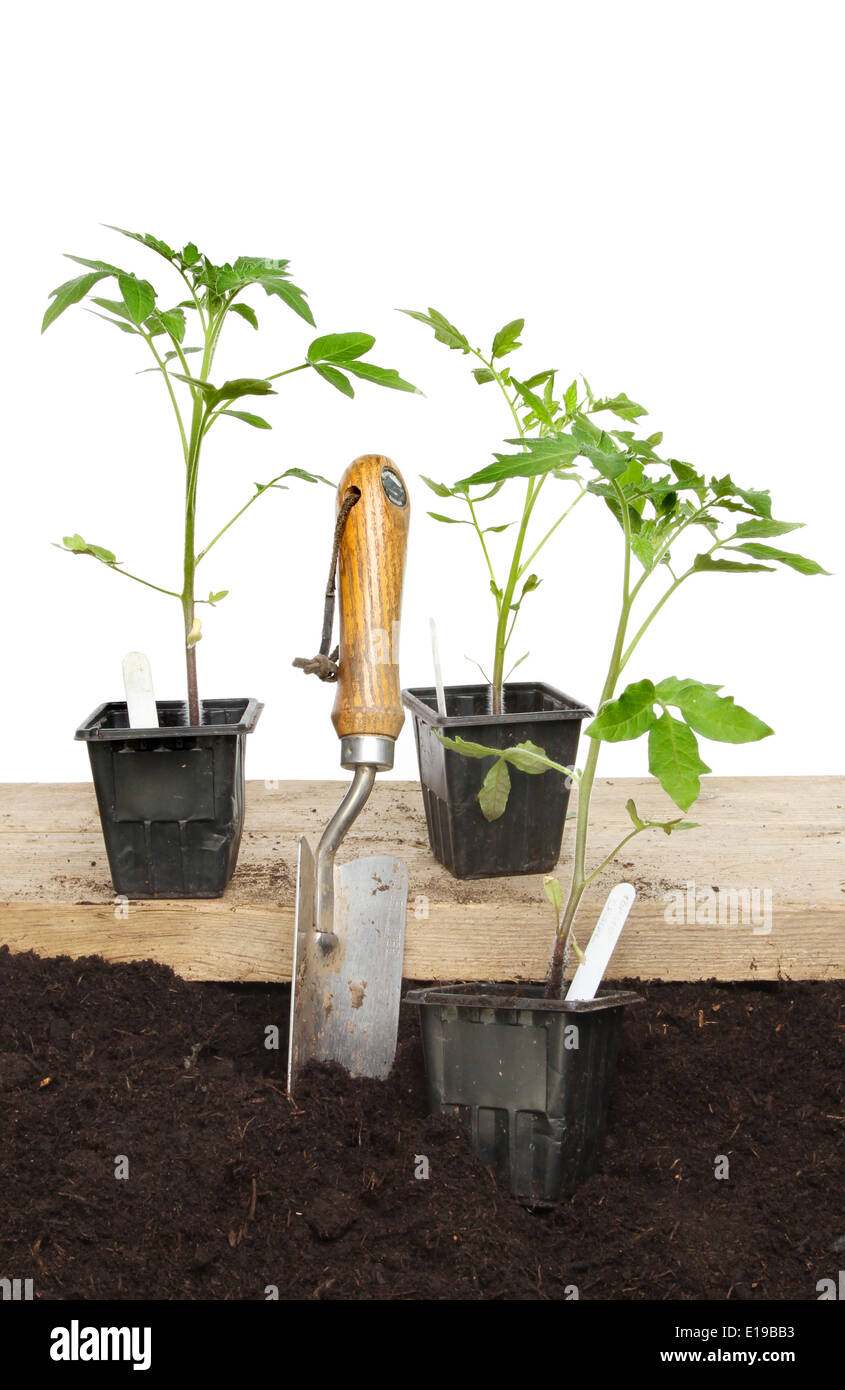 Tomate-Pflanzen in Töpfen auf einem Holzbrett und im Boden für die Pflanzung Stockfoto