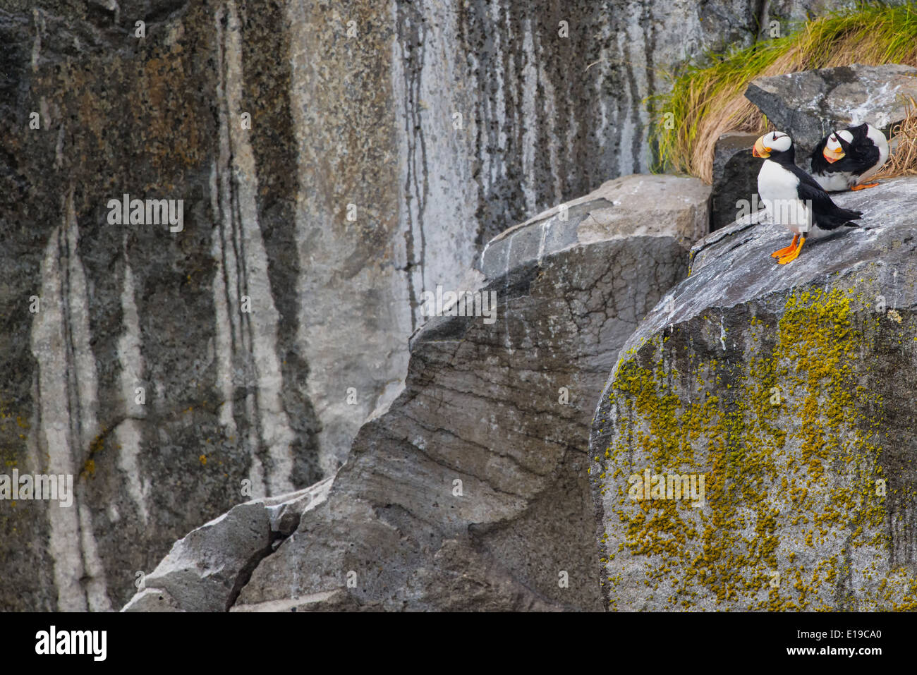 Gehörnte Puffin thront auf einem Felsvorsprung, Canards, Alaska Maritime Wildlife Refuge in Alaska Stockfoto