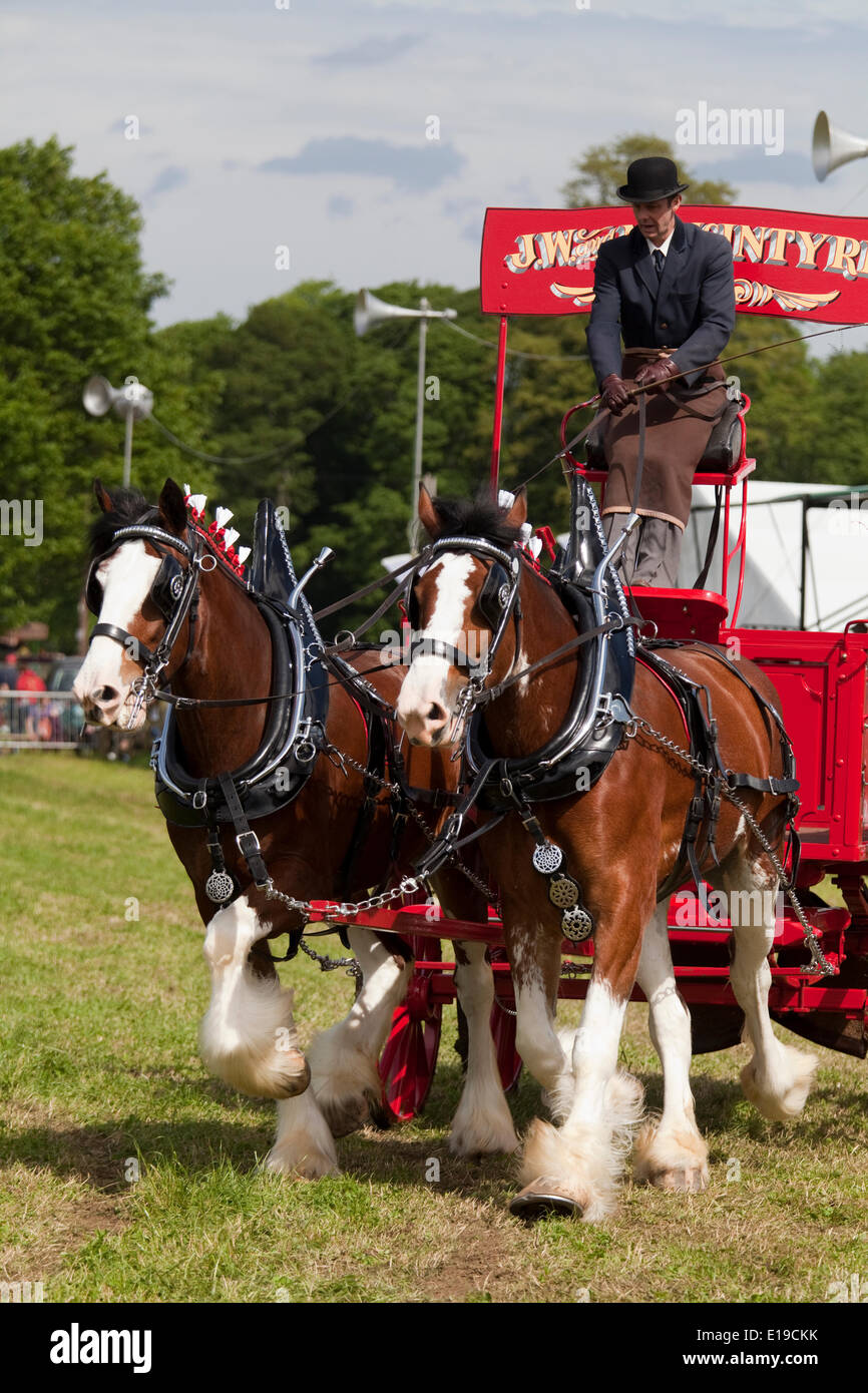 Stocksfield, England - 26. Mai 2014: Ein Teilnehmer im Abschnitt Paare die schweren Pferde Wahlbeteiligung anzeigen in der Hauptarena an der Northumberland County Agricultural Show in Bywell Hall, in der Nähe von Stocksfield, im Nordosten Englands. Die Landwirtschaft ist ein wichtiger Bestandteil der Wirtschaft in der Region und solche Veranstaltungen Shows ziehen zahlreiche Besucher. Stockfoto